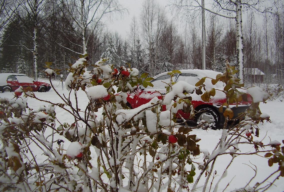 Красное и белое