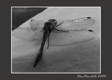 Gothic-fly