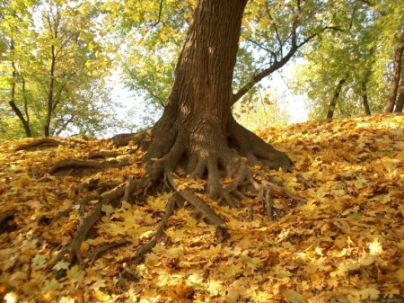 Хитросплетения 