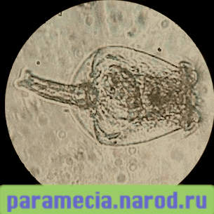 Коловратка Brachionus rubens (микромир)