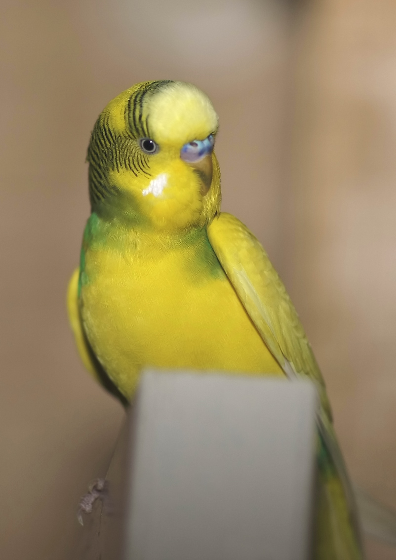 Попугайчик