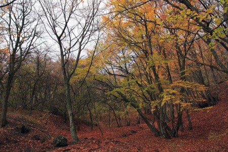 Буковая осень