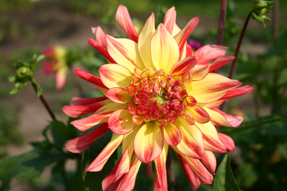 Flower