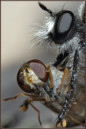 Лапы кверху!