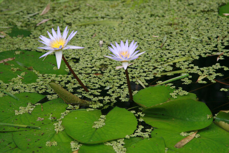 30792 Water lilies