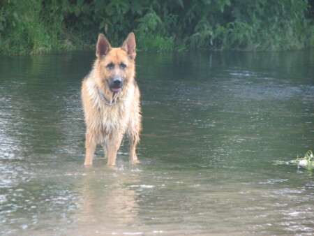 Искупался,напрыгался и немного устал...