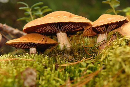 В стране маленьких гномов