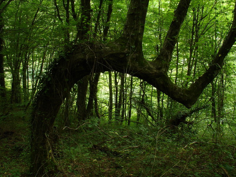 царь-дерево