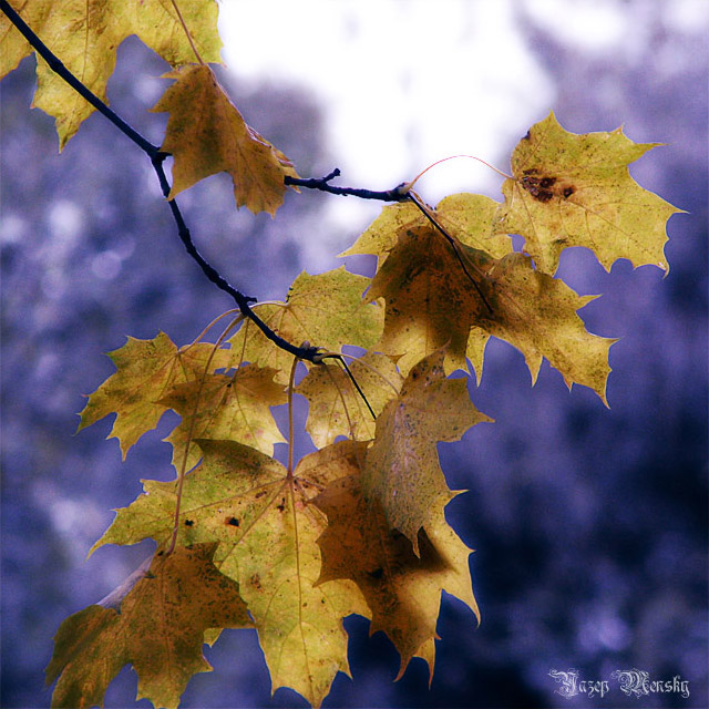 Blue Autumn.