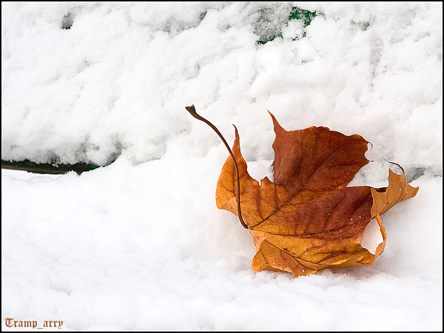 Last Leaf