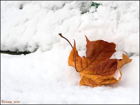 Last Leaf