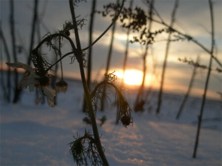 замерзшая ромашка
