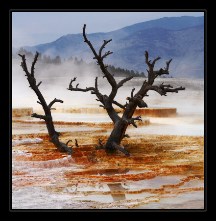 Canary Spring, Mammoth Hot Springs, Yellowstone.