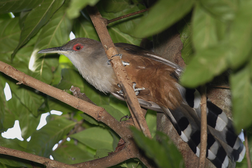 (Coccyzus vieilloti)