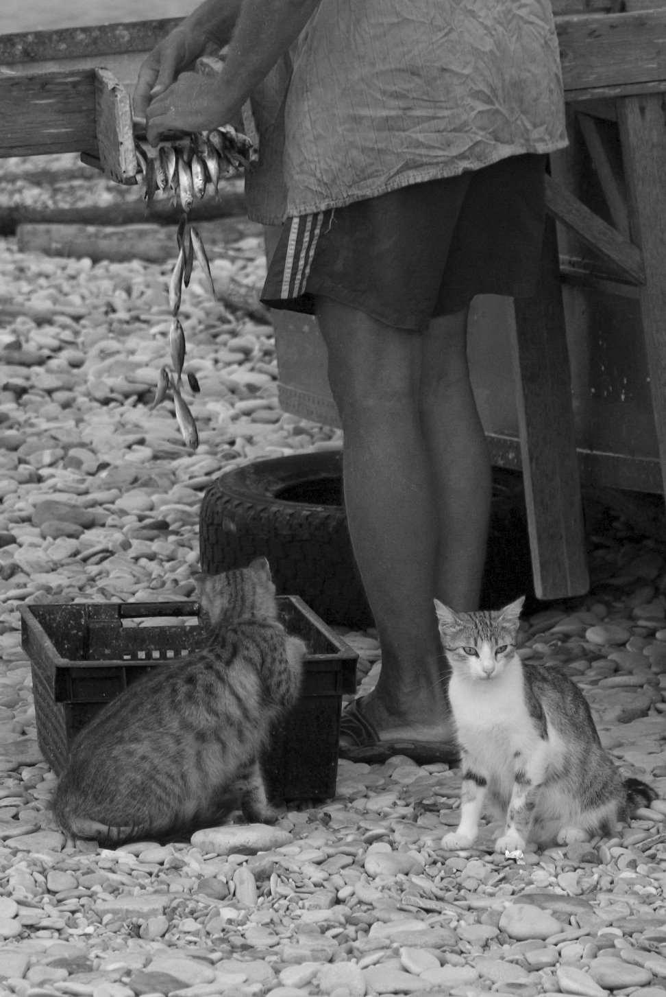 Кошачья мечта