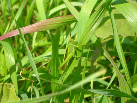 Фото кузнечика