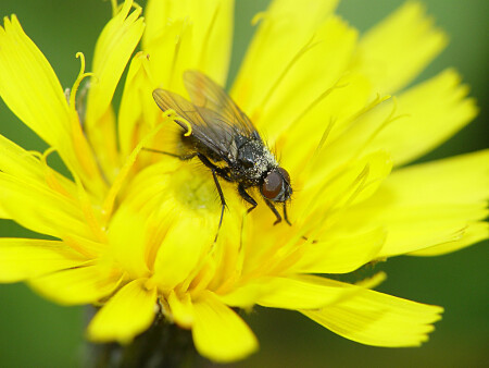 Сонная муха 