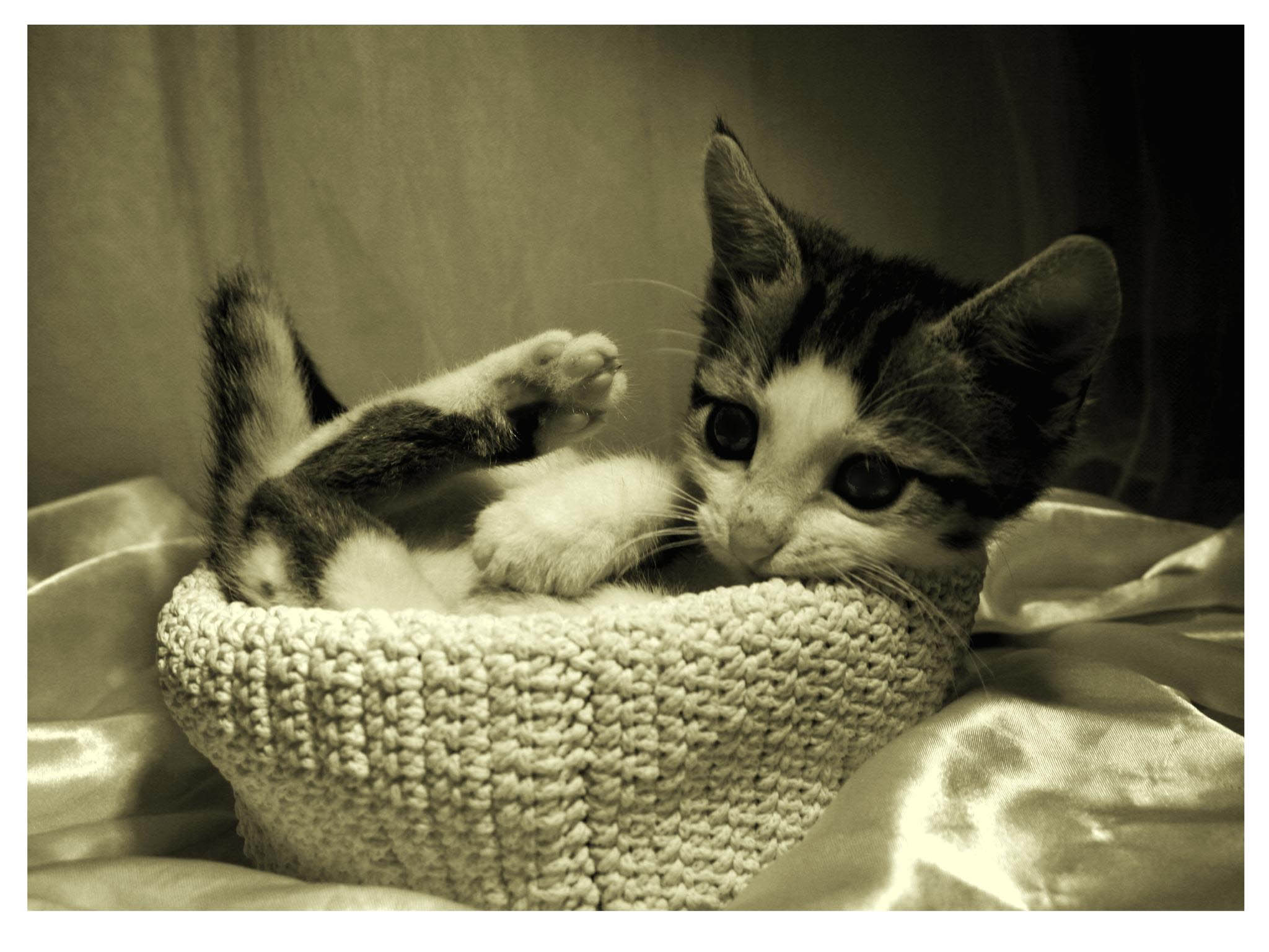 кошка в лукошке