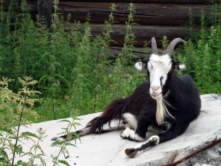 Гламурная коза