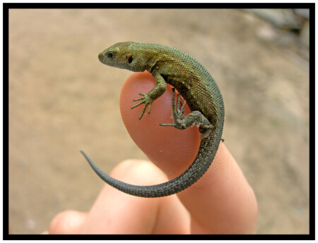 микро в макро