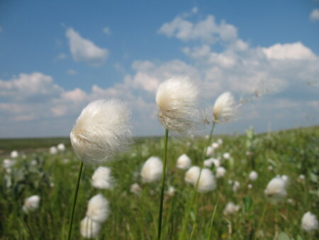 Коми одуванчик