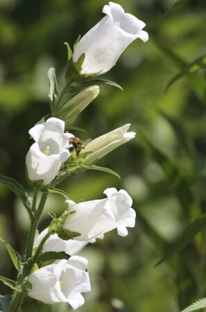 Колокольчик