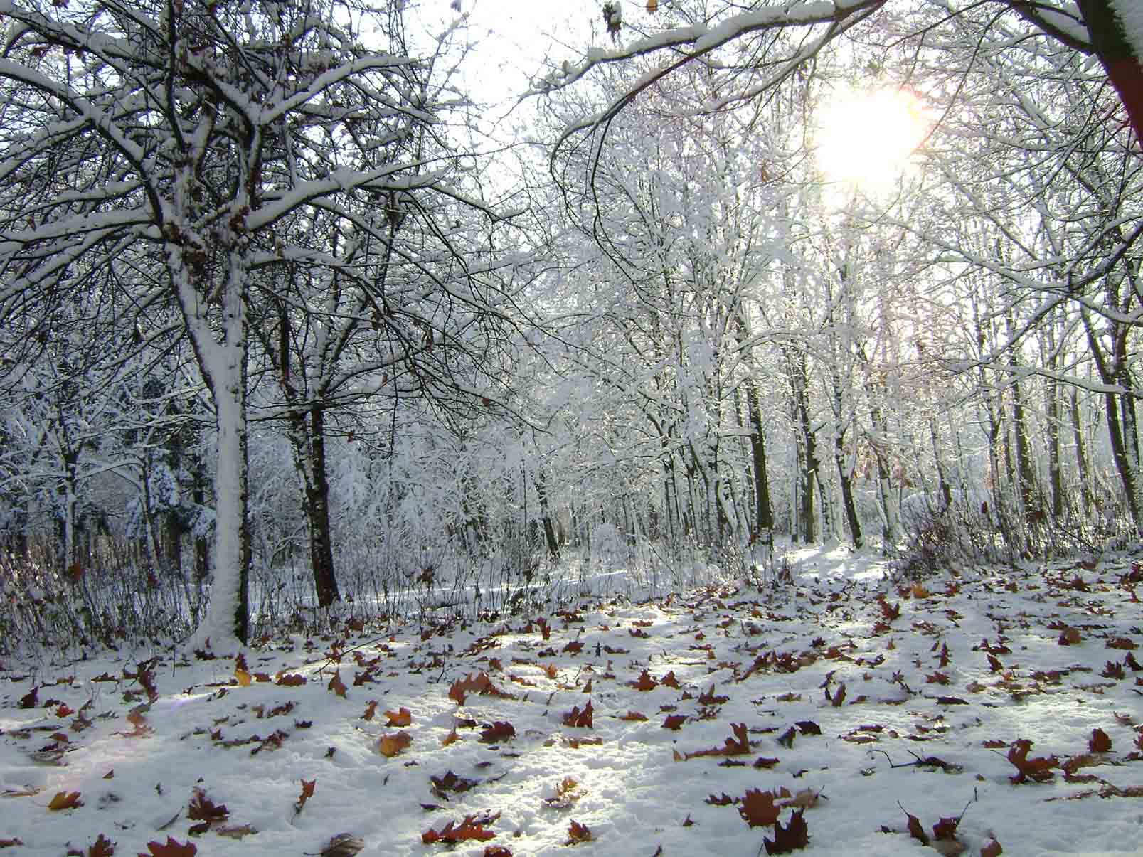понедельник в парке
