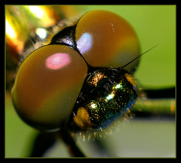 Close up portrait