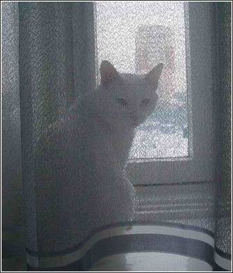 Окна_6