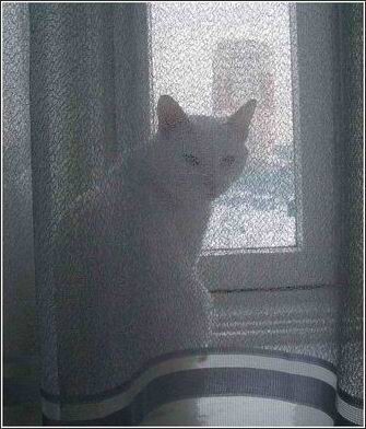 Окна_6
