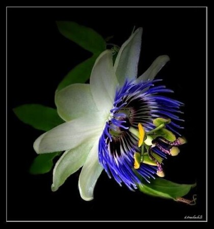 Пассифлора