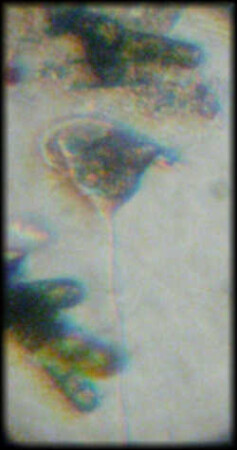 Ещё одна инфузория (микромир)