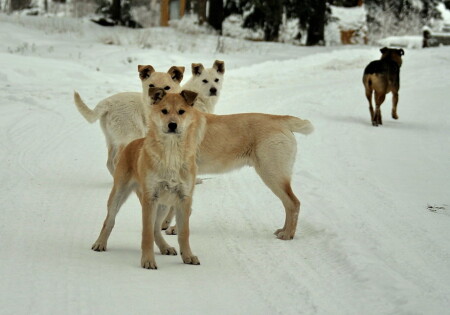 ...и все за одного!