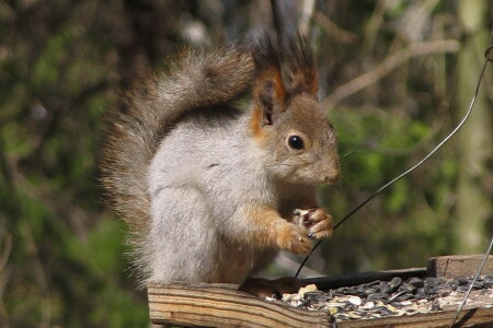 Sciurus vulgaris (Векша)