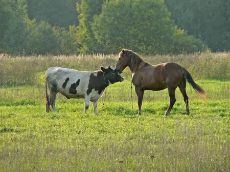 Телячьи нежности
