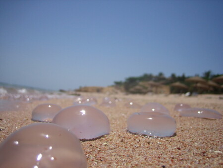 Силиконовая долина