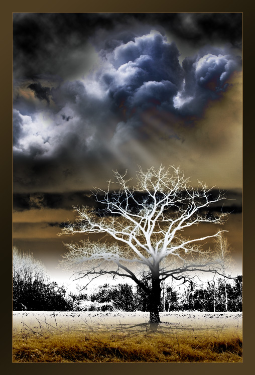 Lonely tree
