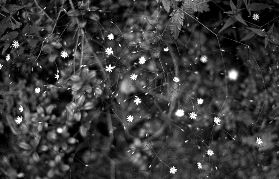 my wild shines