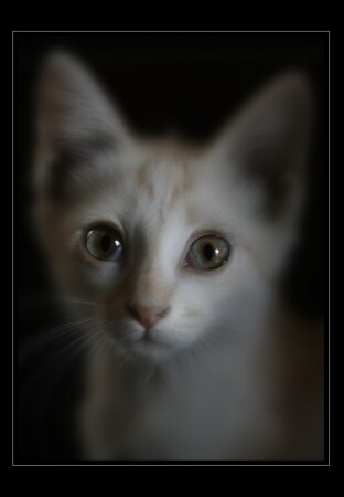 Котёнок...