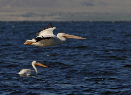 Американский белый пеликан (Pelecanus erythrorhynchos).