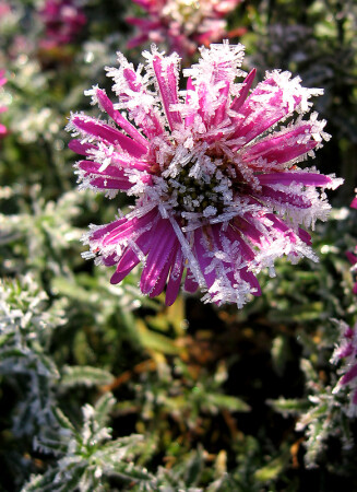 Замороженный