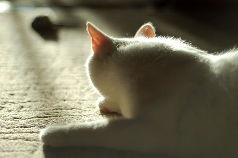 кот и мышь