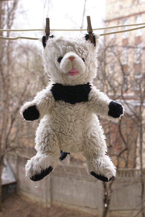кот мокрый