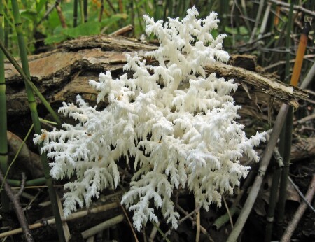 Лесной коралл.