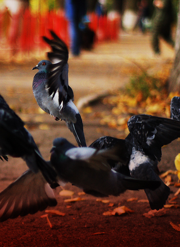 BlaCkDuff fly in The Park