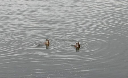 Синхронное плавание