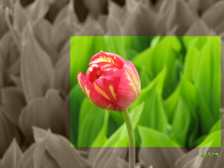 Он не одинок...