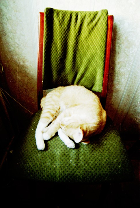 кот