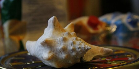 Ракушка. Кухня. Сливки