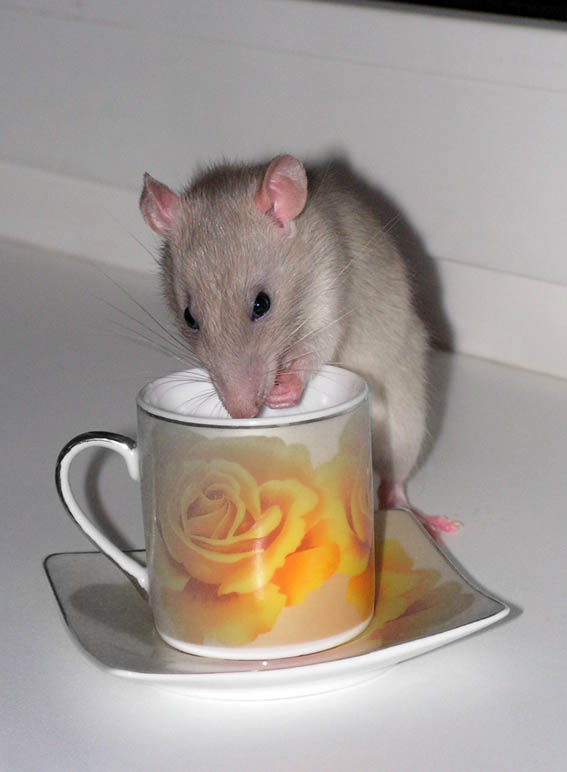 Утренний кофе